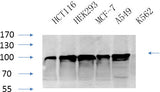 Western Blot analysis of various cells using CANX Polyclonal Antibody at dilution of 1:1000.