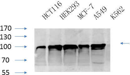 Western Blot analysis of various cells using CANX Polyclonal Antibody at dilution of 1:1000.