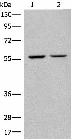 Western blot analysis of IH/3T3 and HEPG2 cell lysates using ATL3 Polyclonal Antibody at dilution of 1:400