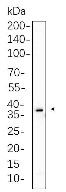 Anti-Human/Mouse/Rat Six2 Antibody [B1124] - ABMIUM