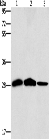 Anti-Human/Mouse SPR Antibody - ABMIUM