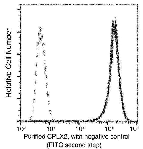 Anti-Human CPLX2 Antibody [B163] - ABMIUM