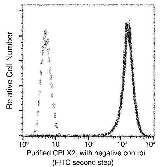 Anti-Human CPLX2 Antibody [B163] - ABMIUM