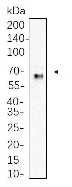 Anti-Human Yes1 Antibody [B569] - ABMIUM