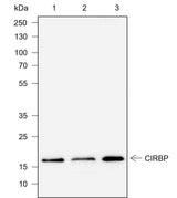 Anti-Human CIRBP Antibody [A731]