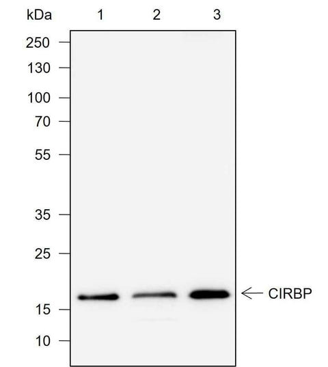 Anti-Human CIRBP Antibody [A731] - ABMIUM