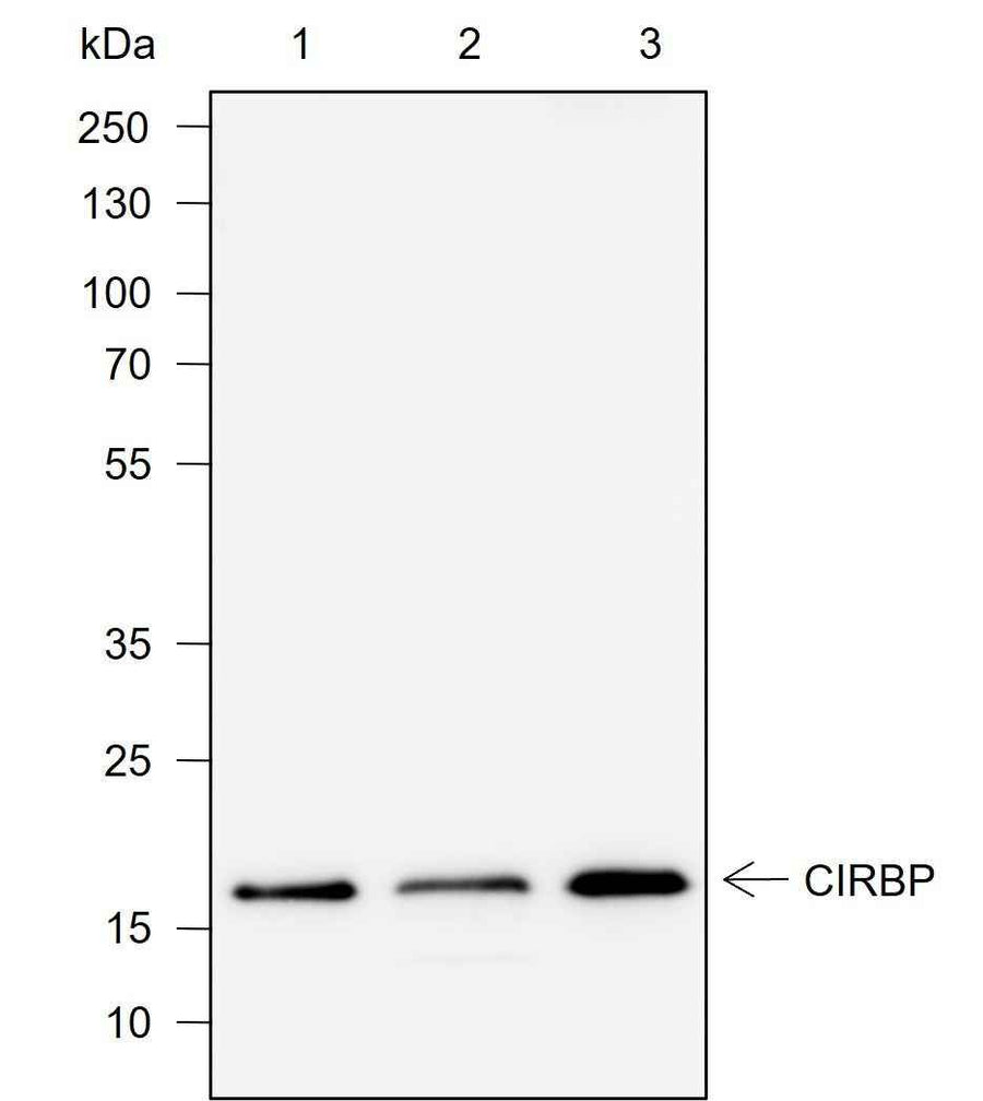 Anti-Human CIRBP Antibody [A731]