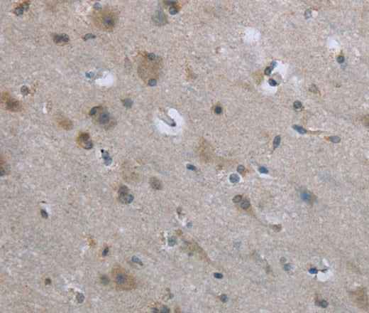 Anti-Human/Mouse/Rat EGFL8 Antibody