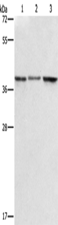 Anti-Human ZFP42 Antibody - ABMIUM