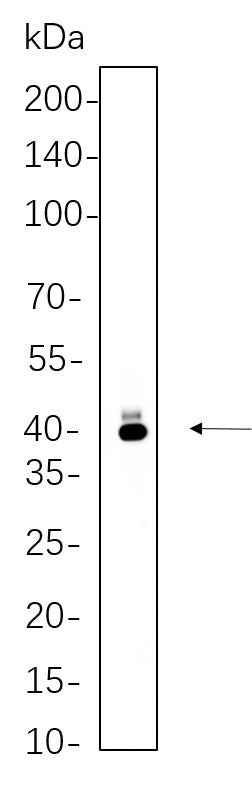 Anti-Human/Mouse/Rat PAX5 Antibody [B775] - ABMIUM