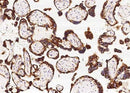Anti-Human TNFAIP8 Antibody [A916] - ABMIUM
