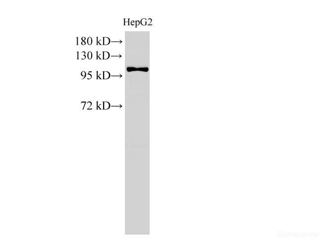 Western Blot analysis of HepG2 cell using MCM3 Polyclonal Antibody at dilution of 1:500