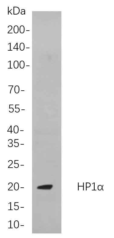 Anti-Human/Mouse/Rat HP1α Antibody [B893] - ABMIUM
