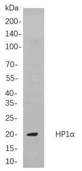 Anti-Human/Mouse/Rat HP1α Antibody [B893]