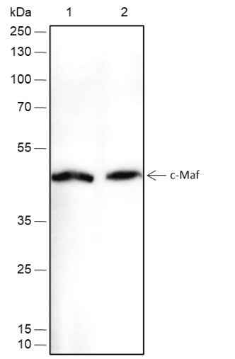 Anti-Rat/Mouse c-Maf Antibody [A469] - ABMIUM