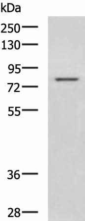 Anti-Human/Rat DHX58 Antibody