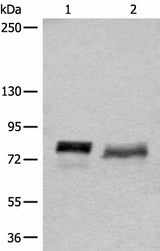 Western blot analysis of 293T cell lysates using BCAS3 Polyclonal Antibody at dilution of 1:500