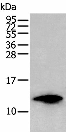 Western blot analysis of HL-60 cell lysate using FSHB Polyclonal Antibody at dilution of 1:350