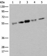 Western blot analysis of Hela HEPG2 231 A431 and Jurkat cell lysates using ZPR1 Polyclonal Antibody at dilution of 1:400