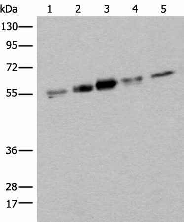 Anti-Human/Mouse ZPR1 Antibody
