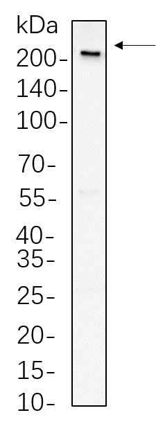 Anti-Human/Mouse/Rat Rpb1 Antibody [B764] - ABMIUM