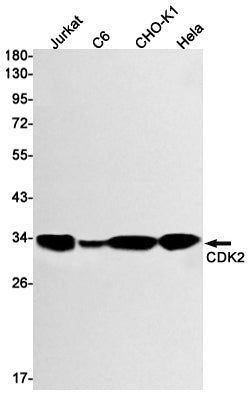 Western blot detection of CDK2 in Jurkat,C6,CHO-K1,Hela cell lysates using CDK2 Rabbit mAb(1:1000 diluted).Predicted band size:34kDa.Observed band size:34kDa.