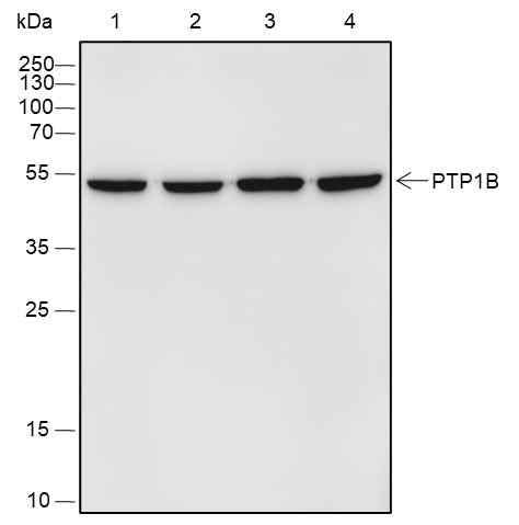 Anti-Human/Rat/Mouse PTP1B Antibody [A510] - ABMIUM