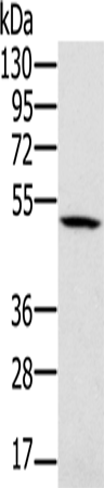 Anti-Human/Mouse/Rat PSMC2 Antibody - ABMIUM