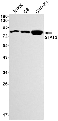 Western blot detection of STAT3 in Jurkat,C6,CHO-K1 cell lysates using STAT3 Rabbit mAb(1:1000 diluted).Predicted band size:88kDa.Observed band size:88kDa.