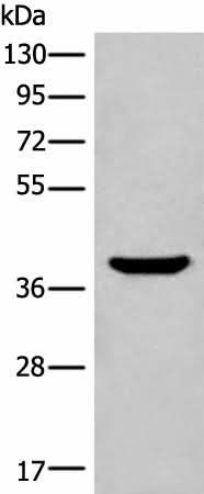 Western blot analysis of Mouse liver tissue lysate using ADORA3 Polyclonal Antibody at dilution of 1:400