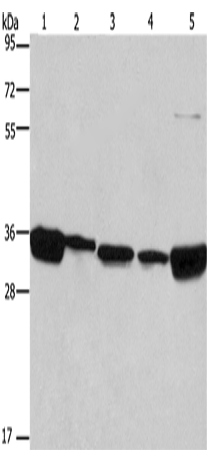 Anti-Human/Mouse ELAVL1 Antibody - ABMIUM