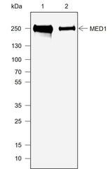 Anti-Human/Rat MED1 Antibody [A739]