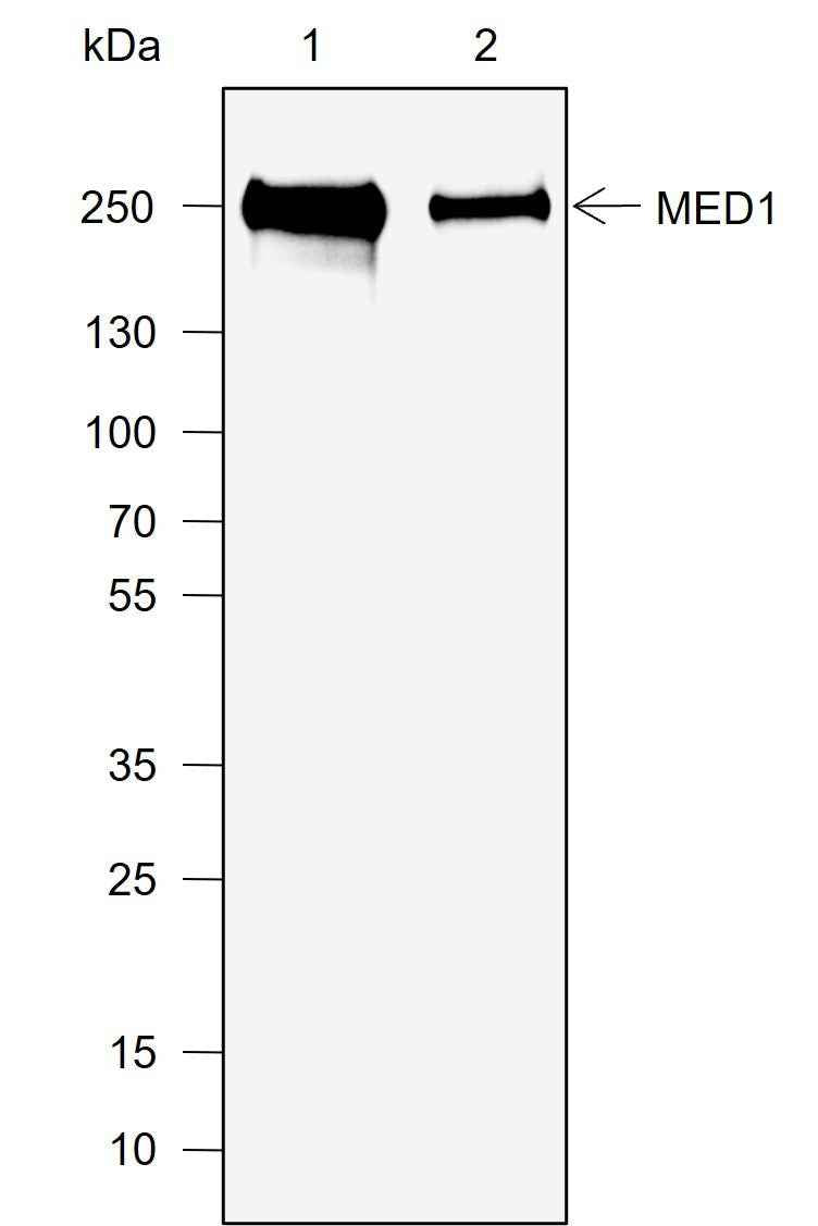 Anti-Human/Rat MED1 Antibody [A739]