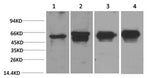 Western Blot analysis of 1) Hela, 2) 293T, 3) Mouse brain, 4) Rat brain using c-Fos Monoclonal Antibody at dilution of 1:2000.