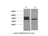 Western Blot analysis of 1) A431, 2) 3T3 cells with CREB1 Monoclonal Antibody