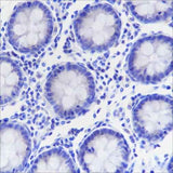 Anti-Human Napsin A Antibody [A312]
