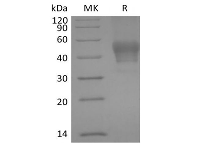 Recombinant Human Signal Transducer CD24/CD24 (C-mFC) - ABMIUM