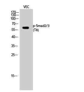 Anti-Human/Mouse/Rat Smad2/3 (phospho Thr8) Antibody