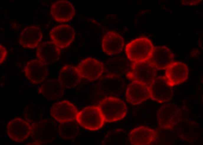 Anti-Mouse SELL Antibody [B391] - ABMIUM