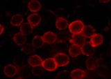 Anti-Mouse SELL Antibody [B391]