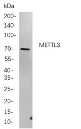Anti-Human/Mouse/Rat METTL3 Antibody [B819]
