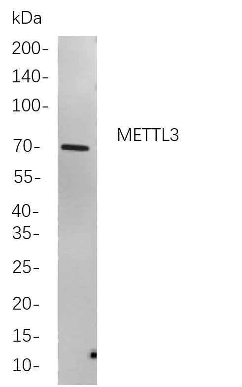 Anti-Human/Mouse/Rat METTL3 Antibody [B819] - ABMIUM