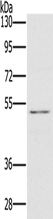 Anti-Human HTR3C Antibody - ABMIUM