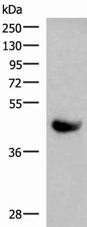 Anti-Human KIR2DL5A Antibody