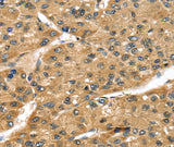 Anti-Human/Mouse/Rat STX8 Antibody - ABMIUM