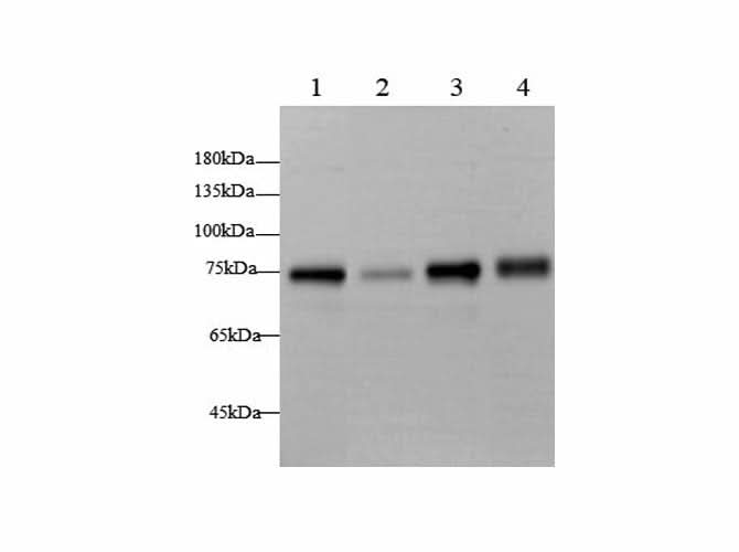 Western blot with BAG3 Polyclonal antibody at dilution of 1:2000.lane 1:Hela whole cell lysate, lane 2:K562 whole cell lysate,lane 3:A431 whole cell lysate,lane 4:Rat heart