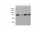 Western blot with BAG3 Polyclonal antibody at dilution of 1:2000.lane 1:Hela whole cell lysate, lane 2:K562 whole cell lysate,lane 3:A431 whole cell lysate,lane 4:Rat heart