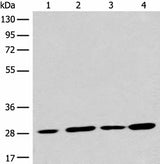 Western blot analysis of 293T cell lysates using PNPO Polyclonal Antibody at dilution of 1:700