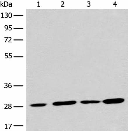 Western blot analysis of 293T cell lysates using PNPO Polyclonal Antibody at dilution of 1:700