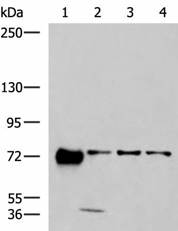 Western blot analysis of 293T A549 and A172 cell lysates using PPEF1 Polyclonal Antibody at dilution of 1:1300